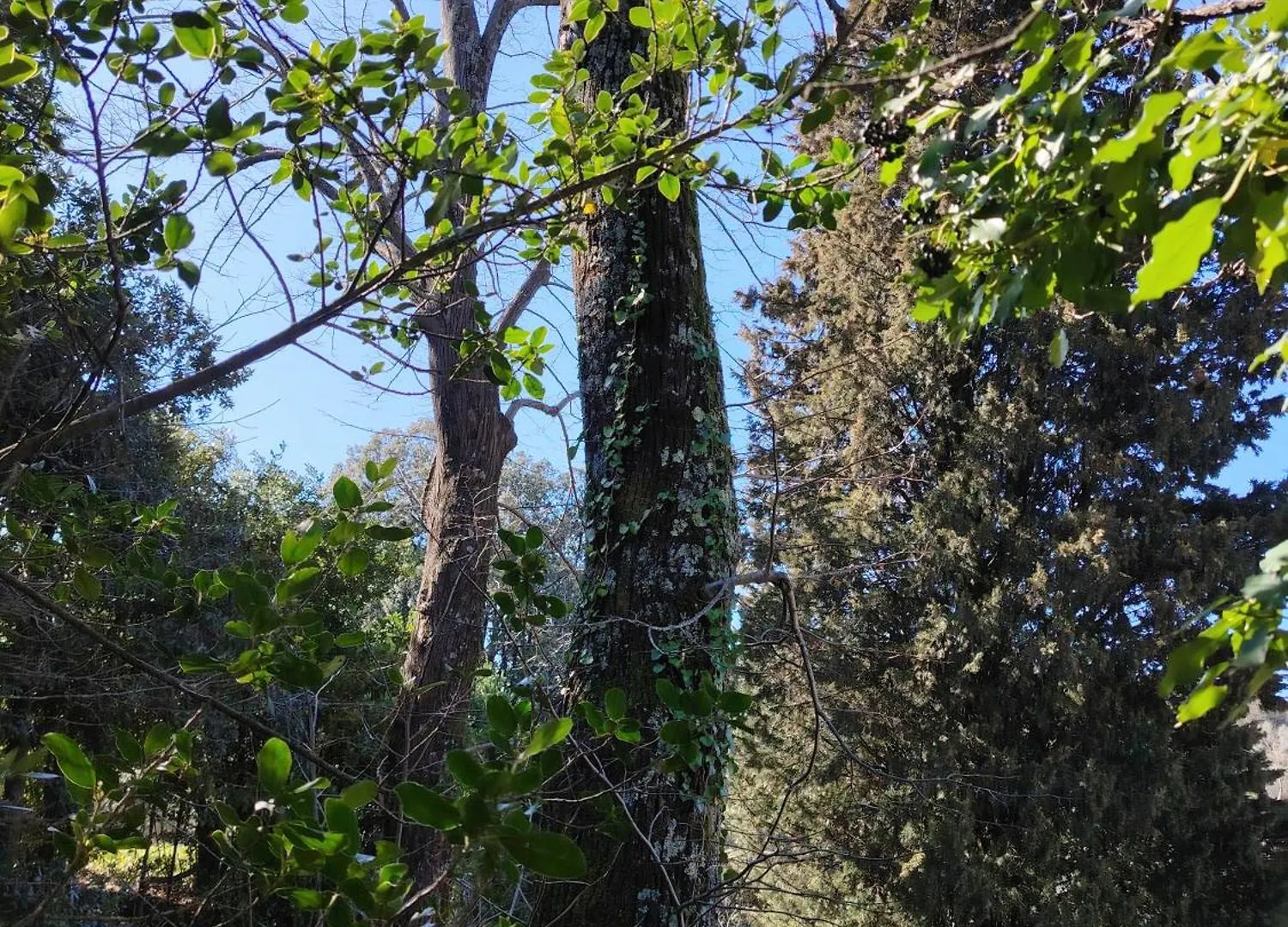 Turisti Nella Natura In Citta D'Arte Firenze Italia